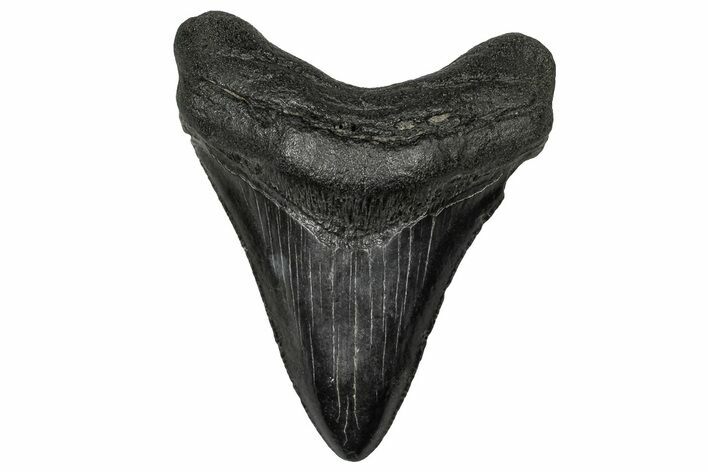 Serrated, Fossil Megalodon Tooth - South Carolina #356850